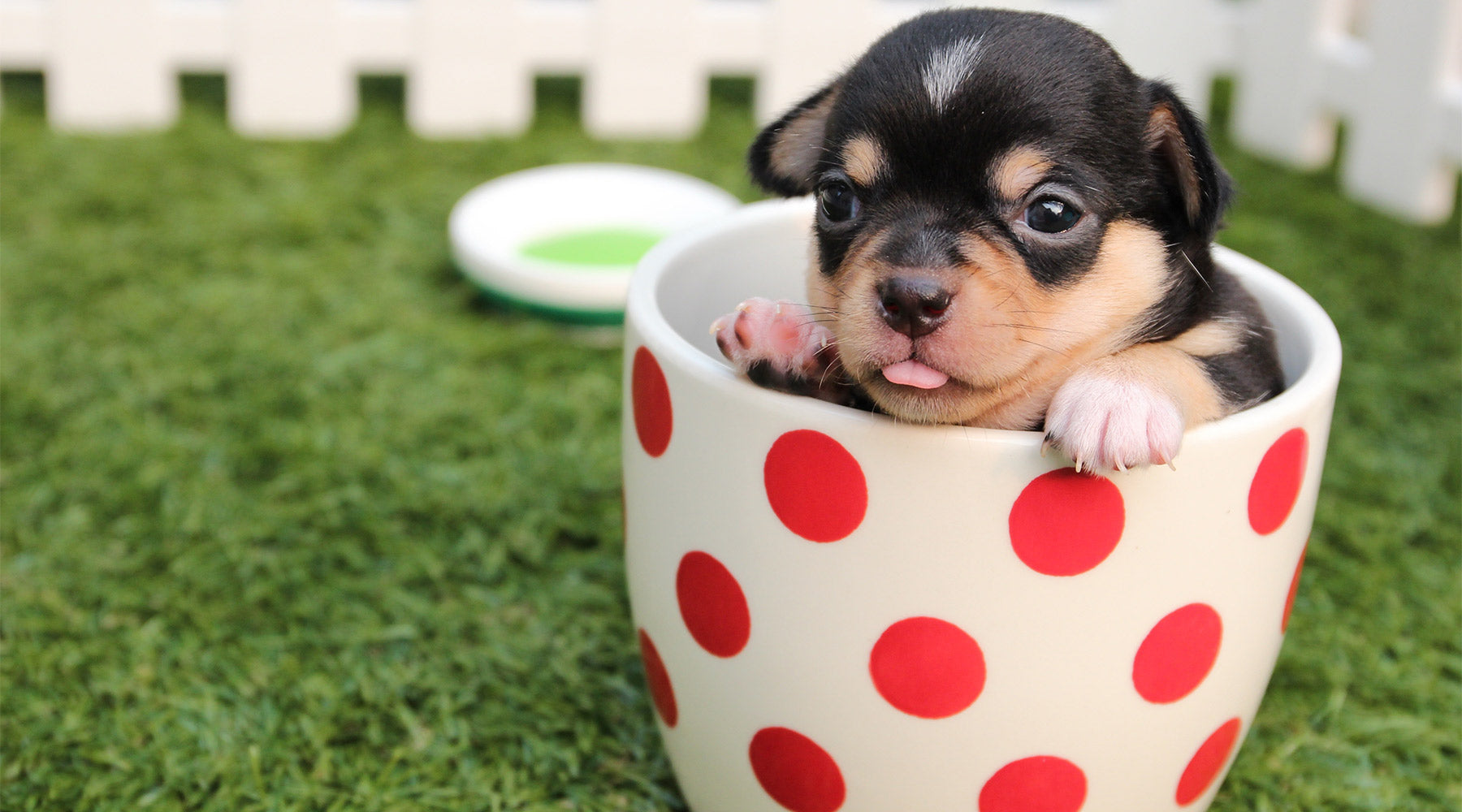 A rather small dog in a cup on some grass at FurHaven Pet Products