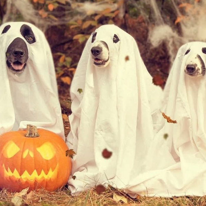 Three dogs in spooky Halloween ghost costumes with a pumpkin in fall at FurHaven Pet Products