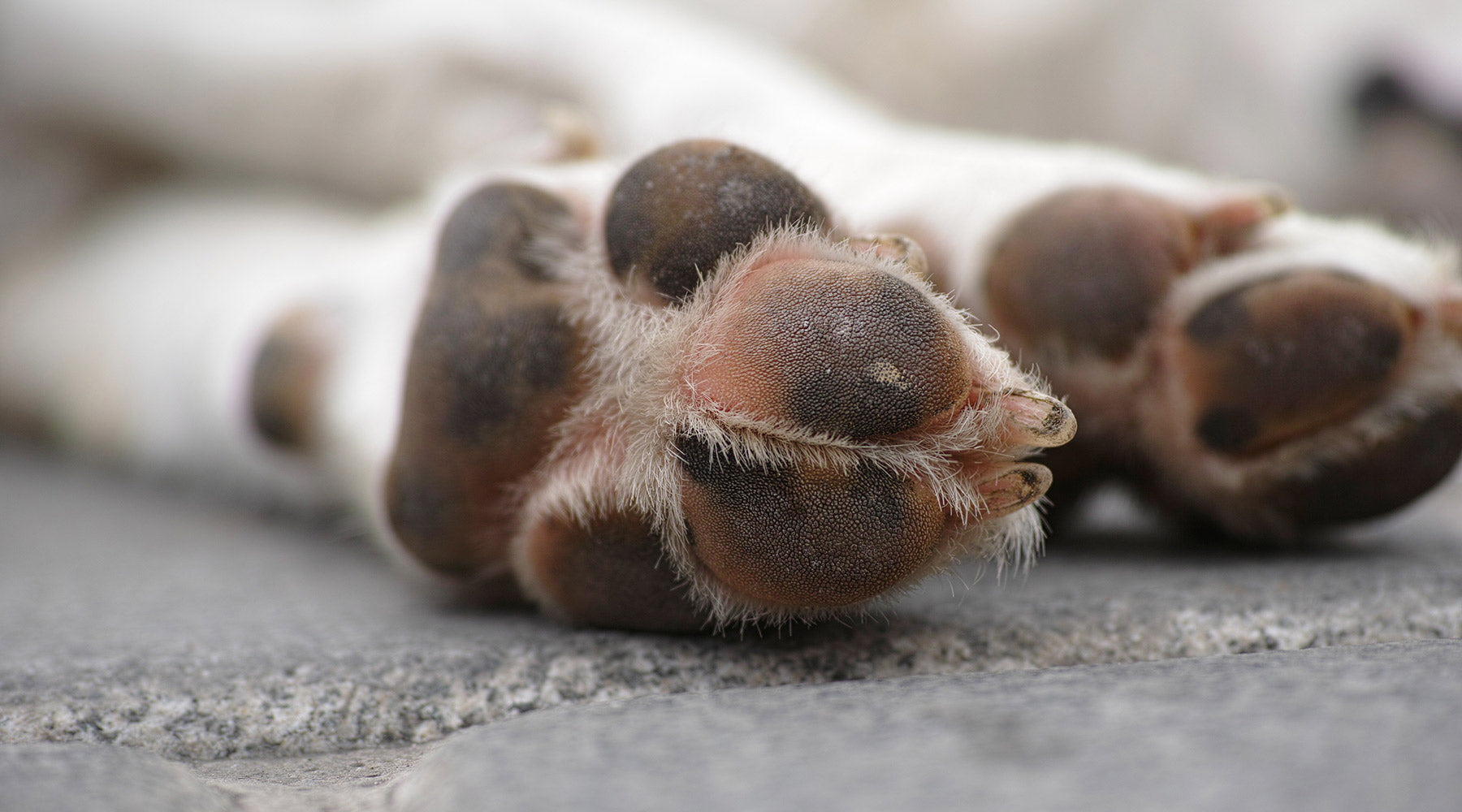 Two of a white and brown dog's legs resting on gray concrete, at FurHaven Pet Products