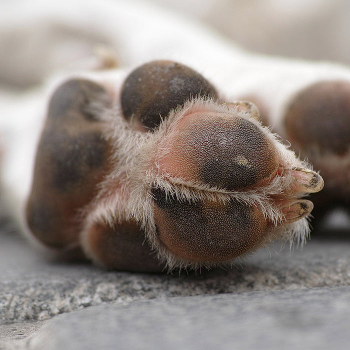 Two of a white and brown dog's legs resting on gray concrete, at FurHaven Pet Products