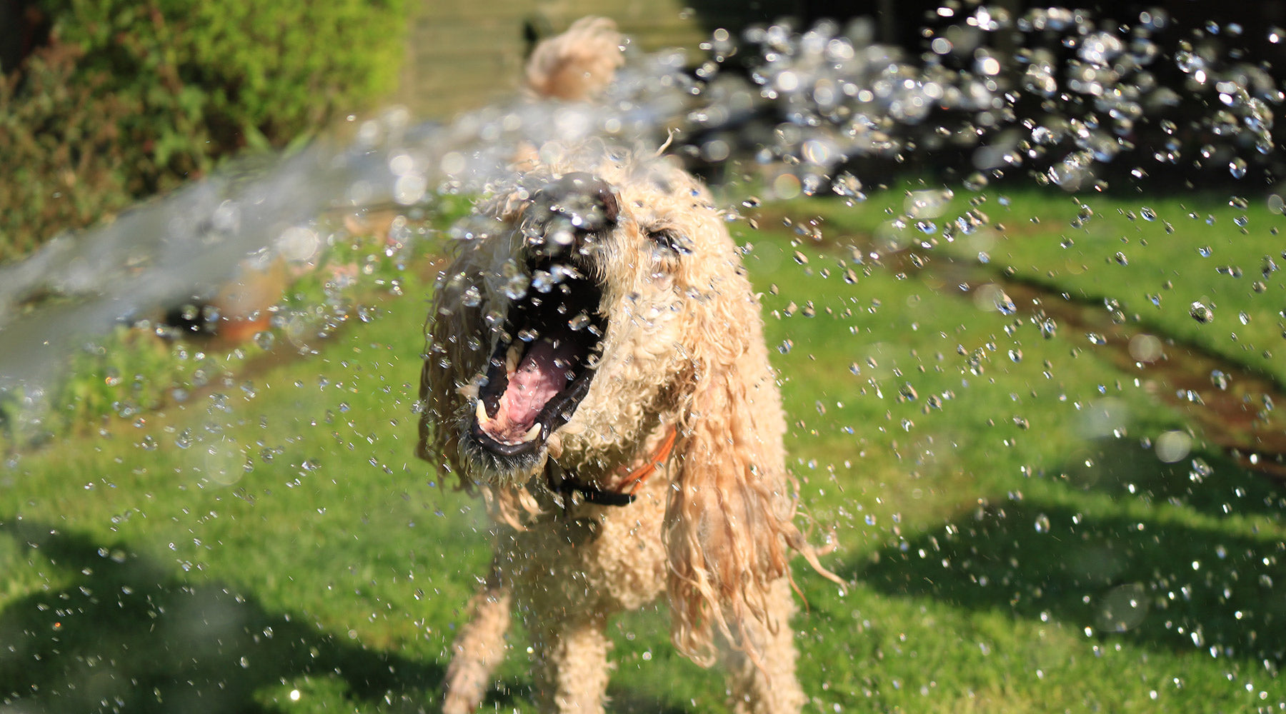 A blonde-colored dog chomping at water being sprayed from an off-screen hose at FurHaven Pet Products