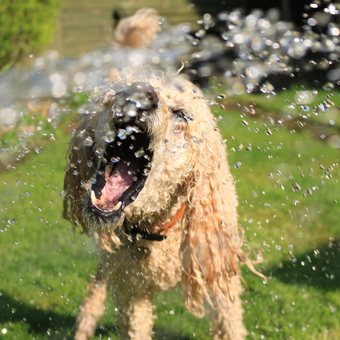 A blonde-colored dog chomping at water being sprayed from an off-screen hose at FurHaven Pet Products