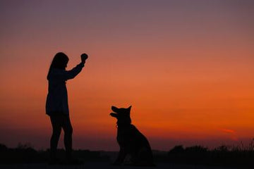 Dogs and Chewing their Beds