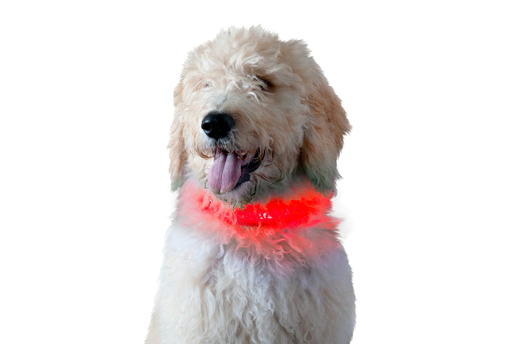 LED Safety Light-Up Dog Collar
