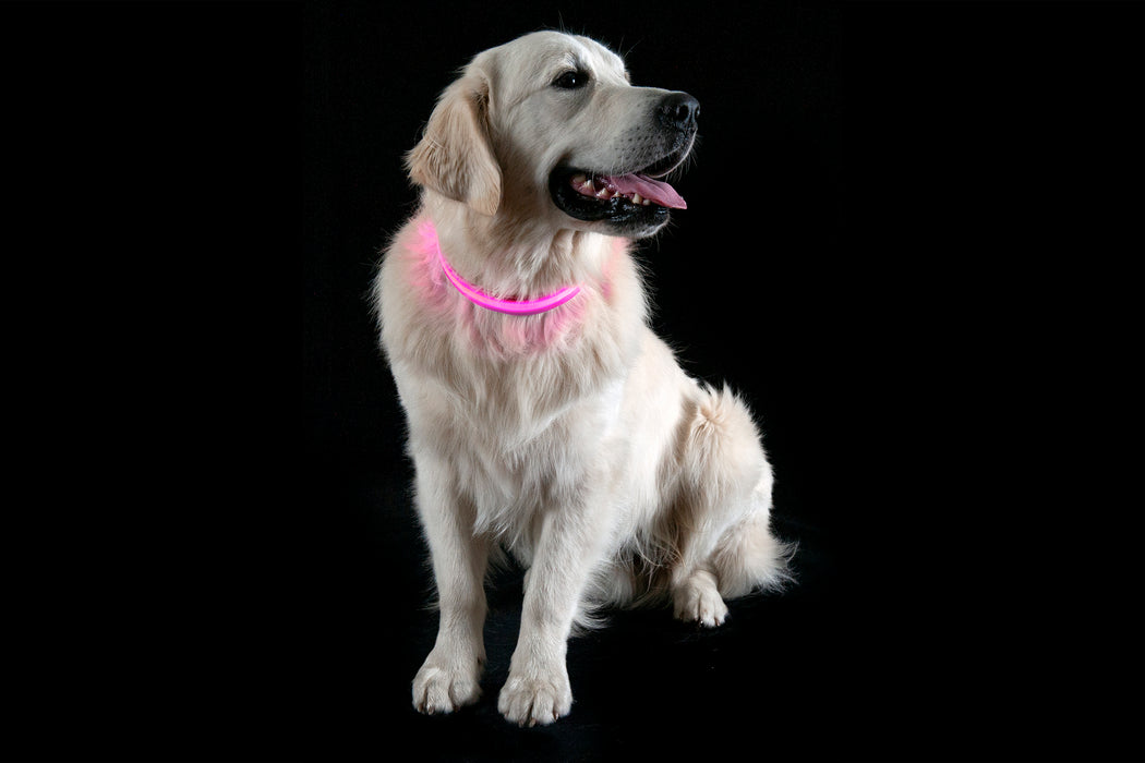 LED Safety Light-Up Dog Collar