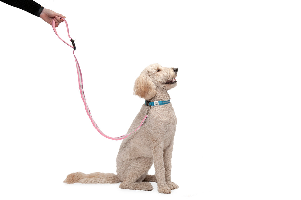 Easy-Tether Reflective Bungee Dog Leash