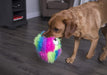A dog has trapped the Rainbow Furballz in his mouth, and seems to be looking for a comfy spot to chomp on his new toy!